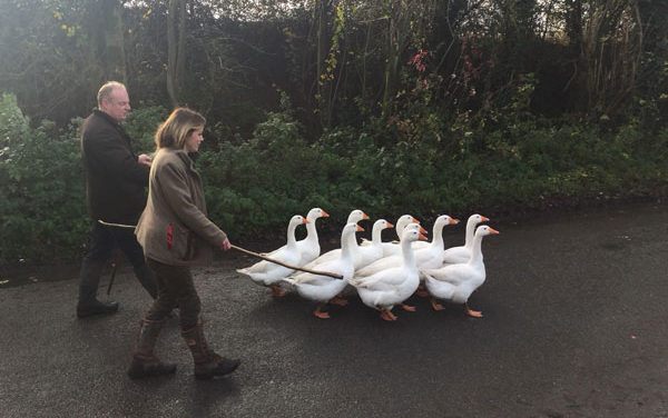When Norfolk Geese Won the Challenge