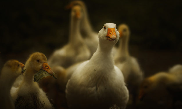Chairman John Franklin Reviews the Goose Sector